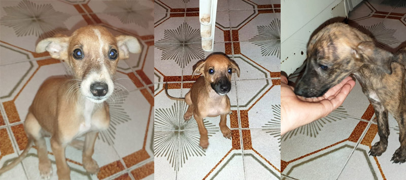 Welpen iin Pflege bei Rosio Welpen iin Pflege bei Rosio