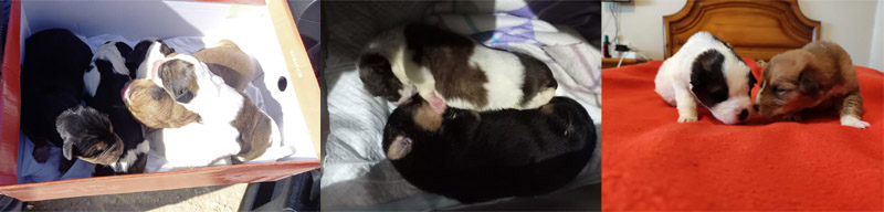 Welpen aus dem Karton Welpen aus dem Karton