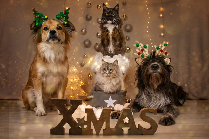 Nando, Polly mit Freunden Nando, Polly mit Freunden