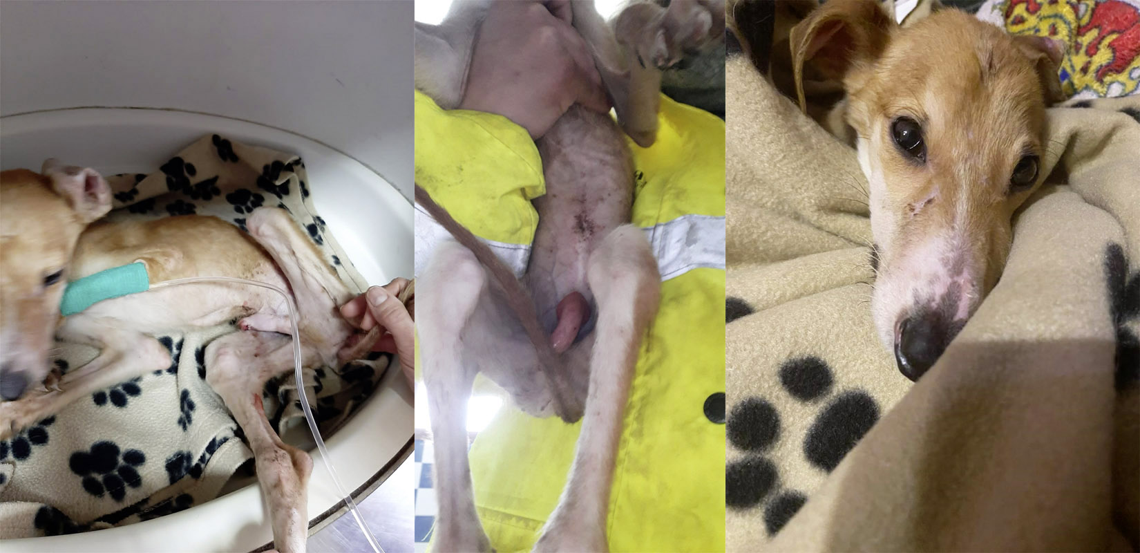 Nemo aus der Perrera Nemo aus der Perrera