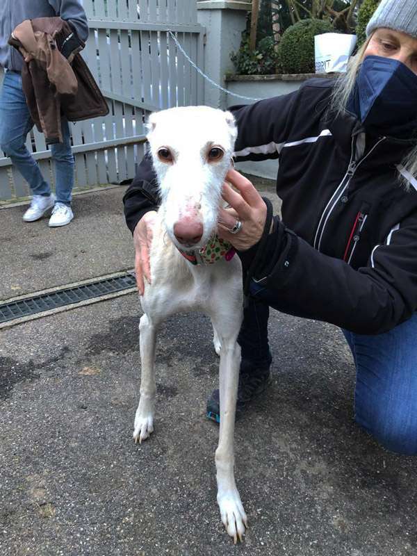 Duna, Rauhaargalgohündin Duna, Rauhaargalgohündin