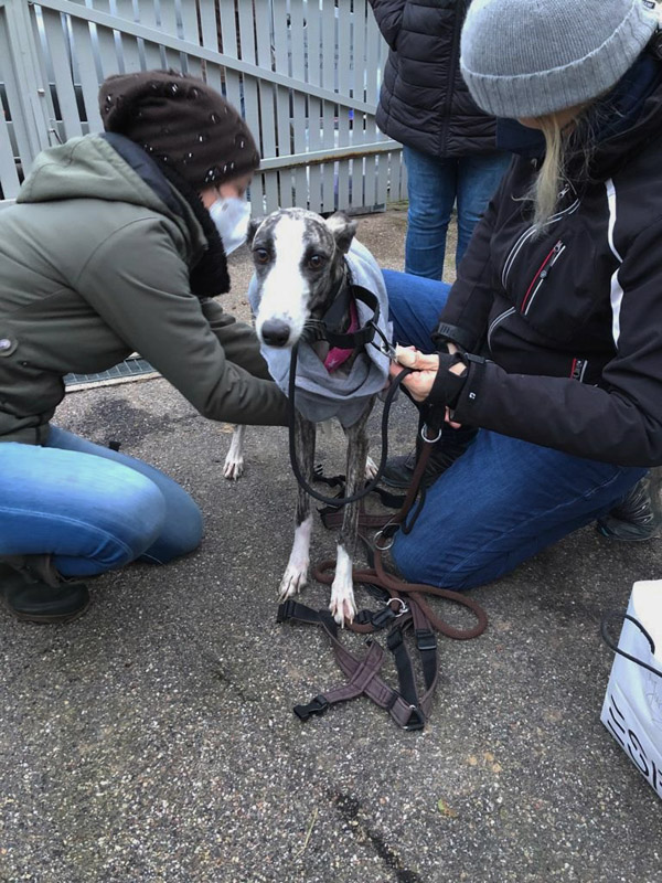 Juna, Galgohündin Juna, Galgohündin