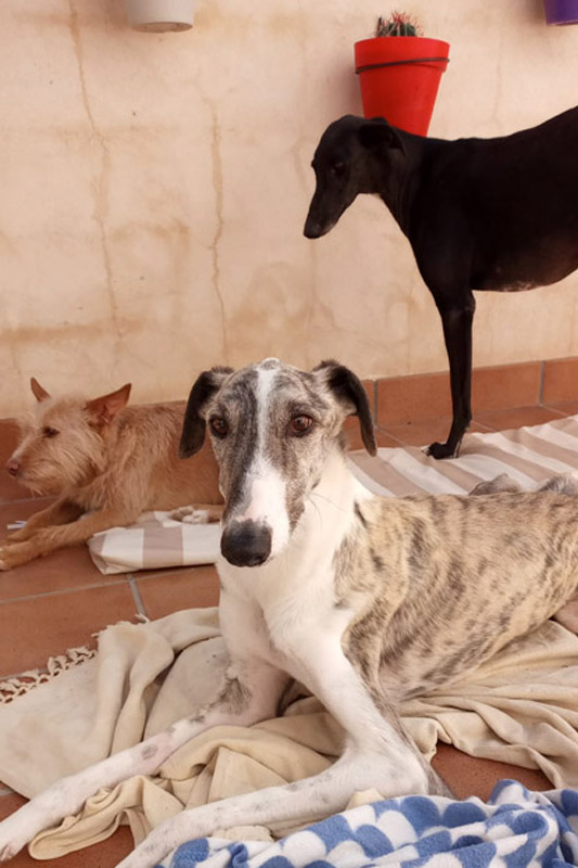 Susi, Hispano und Dreibeinchen Damian Susi, Hispano und Dreibeinchen Damian