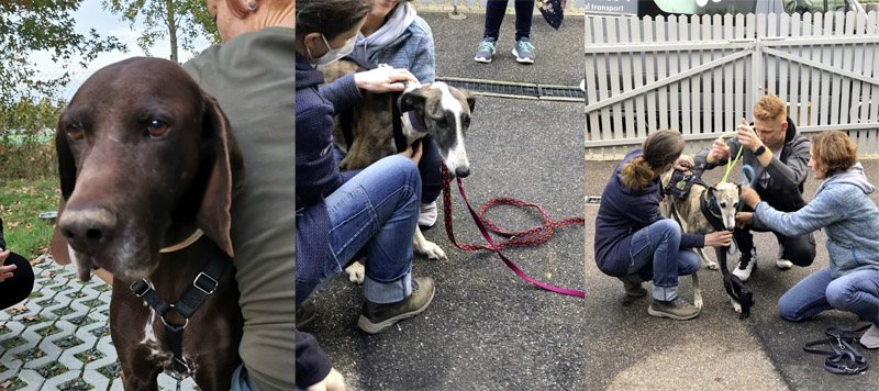 Tommy, Panty und sola Tommy, Panty und sola