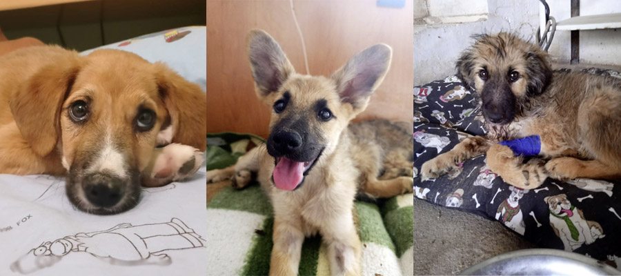 Stark, Leben und Jade Stark, Leben und Jade