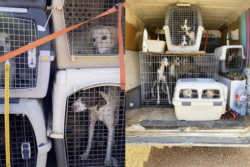 Alle Hunde sind in die neue Albergue umgezogen Alle Hunde sind in die neue Albergue umgezogen