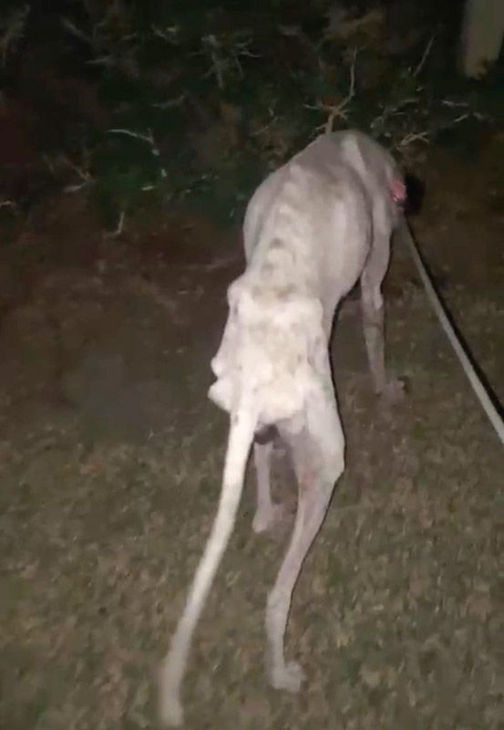 Galgo Namenlos Galgo Namenlos