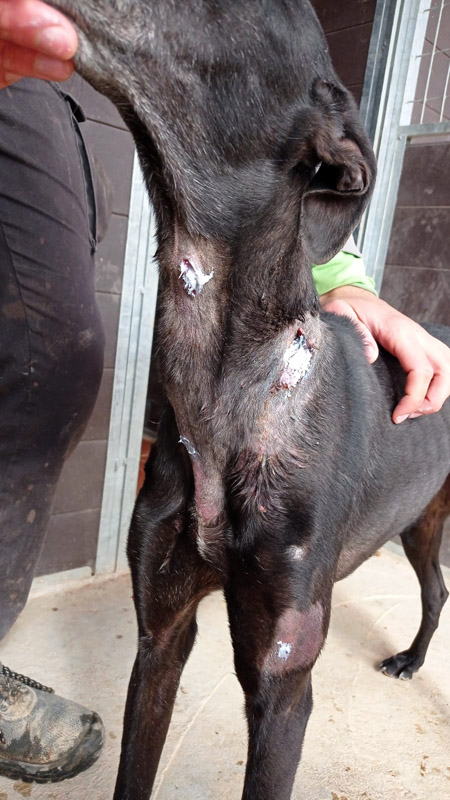 Velentina verletzt Velentina verletzt