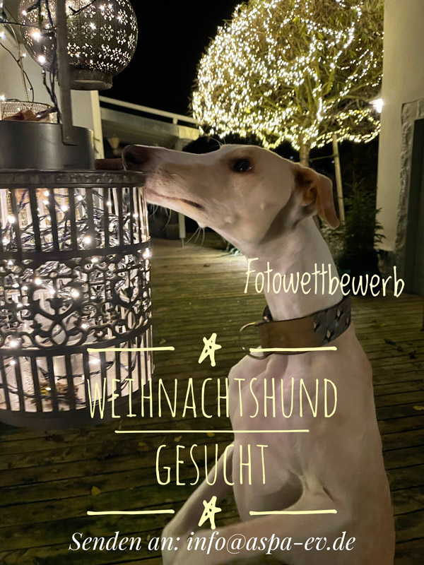 Weihnachtshund-Fotoaktion 2022 Weihnachtshund-Fotoaktion 2022