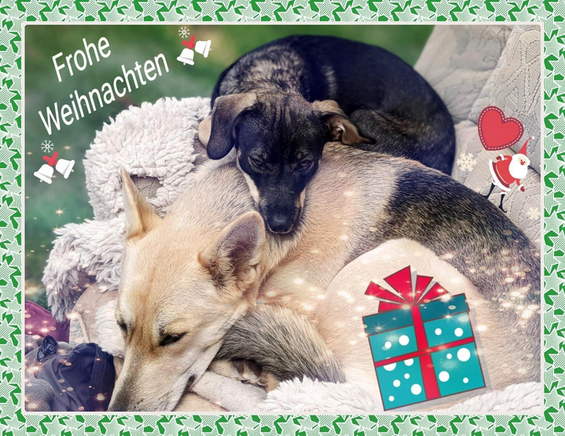  Junghund Otto und Ersatzmama Lucie