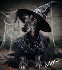 Mora Halloween 06_1200