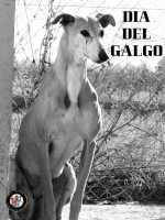 News_01-02-25_ Dia del Galgo