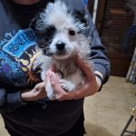 2026-03-14 at 11-30-57