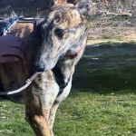 amira_2026-02-25 at 21-22-04