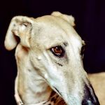 Angelina_image12