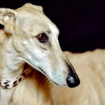 Angelina_image15