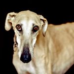 Angelina_image16