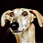 Angelina_image17