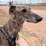 Anjasa_2026-04-02 at 15-23-10