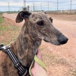 Anjasa_2026-04-02 at 15-23-11