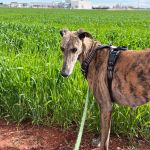 Anjasa_2026-04-02 at 15-23-12