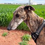 Anjasa_2026-04-02 at 15-23-13