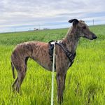 Anjasa_2026-04-02 at 15-23-14