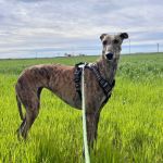 Anjasa_2026-04-02 at 15-23-15