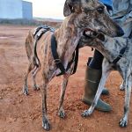 Anjasa_IMG_20251230_180954