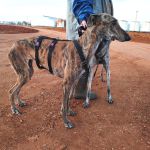 Anjasa_IMG_20251230_180958