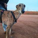 Anjasa_IMG_20251230_181209