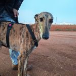 Anjasa_IMG_20251230_181211_1