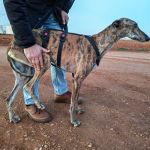 Anjasa_IMG_20251230_181216_1