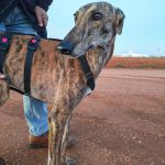 Anjasa_IMG_20251230_181225