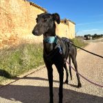 Anton_2026-02-20 at 12-16-41