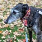 Barbi_73981f8c-4232-462b-8b89-52fce171c61e