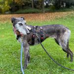 Barbi_c13b3670-5d73-41ab-95ee-3bea83cee783