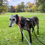 Barbi_c71f144e-60ba-4dd5-803f-b9b7d4221609