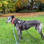 Barbi_e0f4ca9c-fa4e-46e0-b3bb-7b2244ed96a2