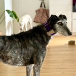 Barbi_IMG_2333