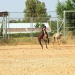 Barnie_IMG_6274