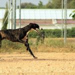 Barnie_IMG_6283