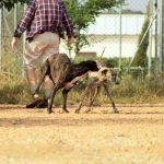 Barnie_IMG_6286