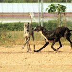 Barnie_IMG_6287