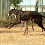 Barnie_IMG_6288