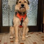 Bizar_2026-02-04 at 19-53-07