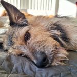 Bizar_IMG-20260120-WA0032