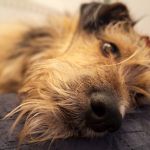 Bizar_IMG-20260120-WA0035