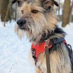 Bizar_IMG-20260120-WA0038