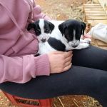 Bob_Gus_IMG-20251026-WA0015